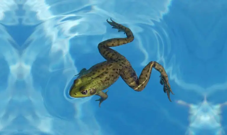 How Long Can A Frog Live In A Pool?